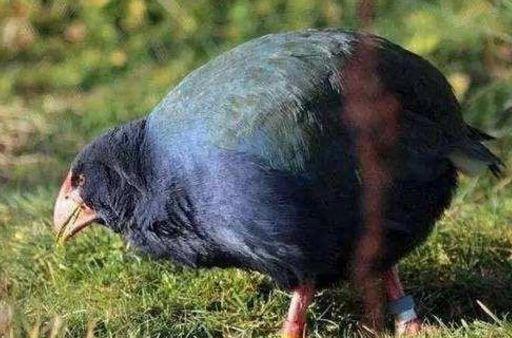 身为鸟却不会飞，70年前曾被认为已灭绝，如今数量不超300只