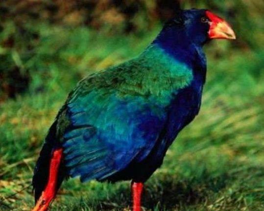 身为鸟却不会飞，70年前曾被认为已灭绝，如今数量不超300只