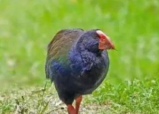 身为鸟却不会飞，70年前曾被认为已灭绝，如今数量不超300只