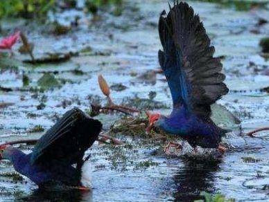 身为鸟却不会飞，70年前曾被认为已灭绝，如今数量不超300只