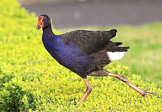 身为鸟却不会飞，70年前曾被认为已灭绝，如今数量不超300只