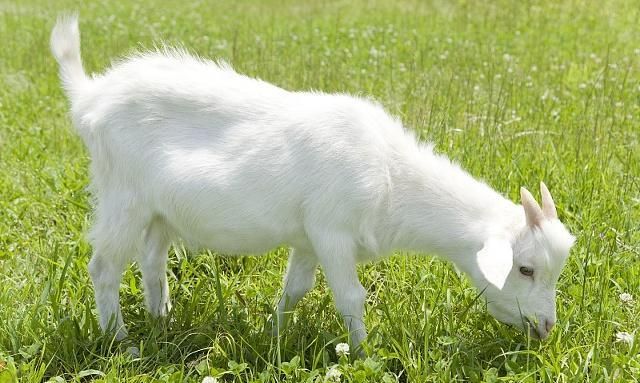 小羊的尾巴像什么答案