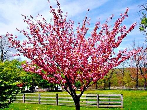 樱花盛开的季节（一文了解樱花的最佳观赏期）