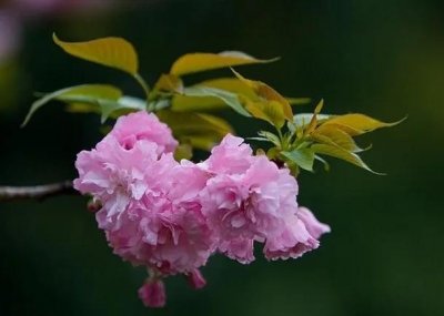 ​樱花盛开的季节（一文了解樱花的最佳观赏期）