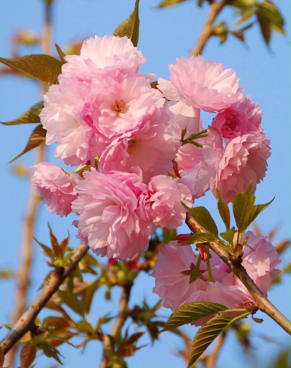 樱花盛开的季节（一文了解樱花的最佳观赏期）