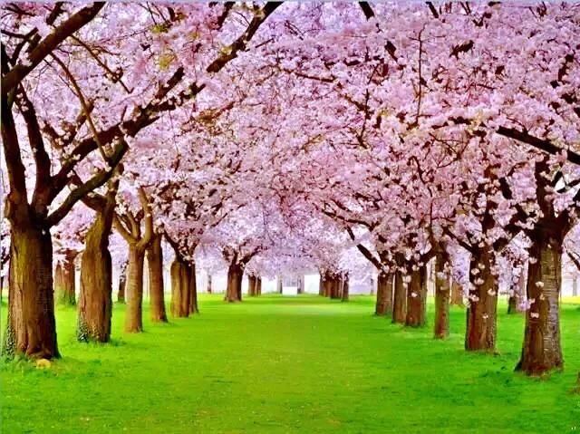 樱花盛开的季节（一文了解樱花的最佳观赏期）