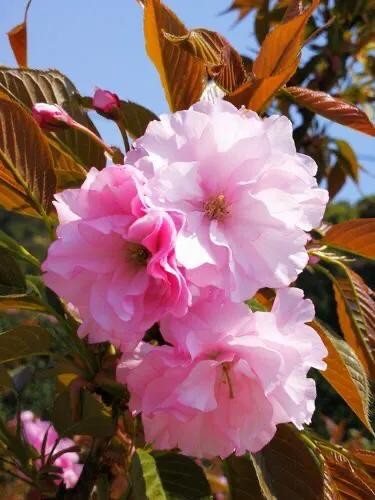 樱花盛开的季节（一文了解樱花的最佳观赏期）