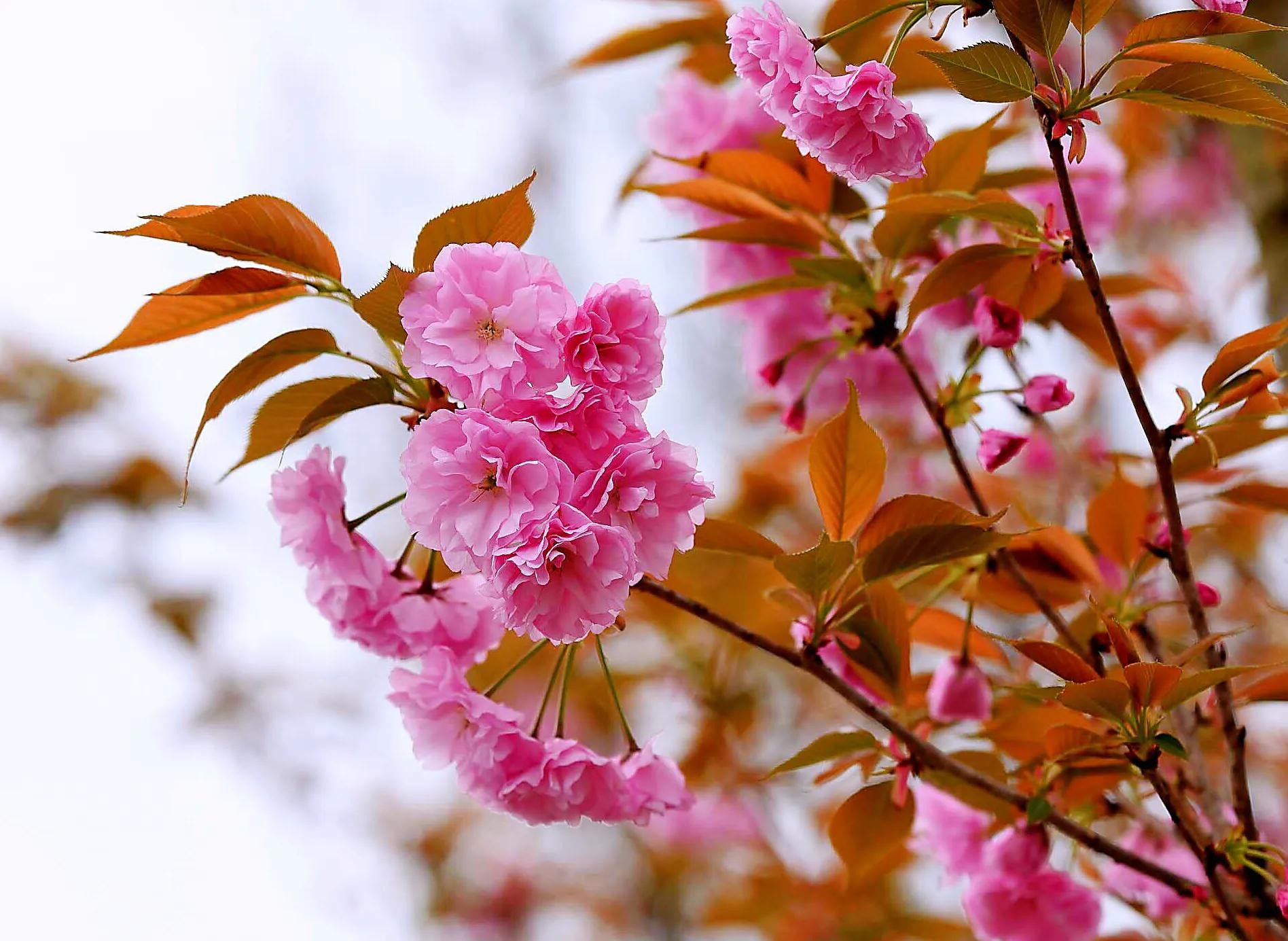 樱花盛开的季节（一文了解樱花的最佳观赏期）