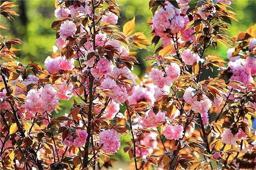 樱花盛开的季节（一文了解樱花的最佳观赏期）