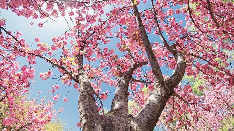 樱花盛开的季节（一文了解樱花的最佳观赏期）