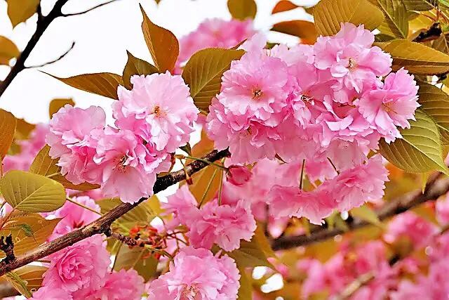 樱花盛开的季节（一文了解樱花的最佳观赏期）