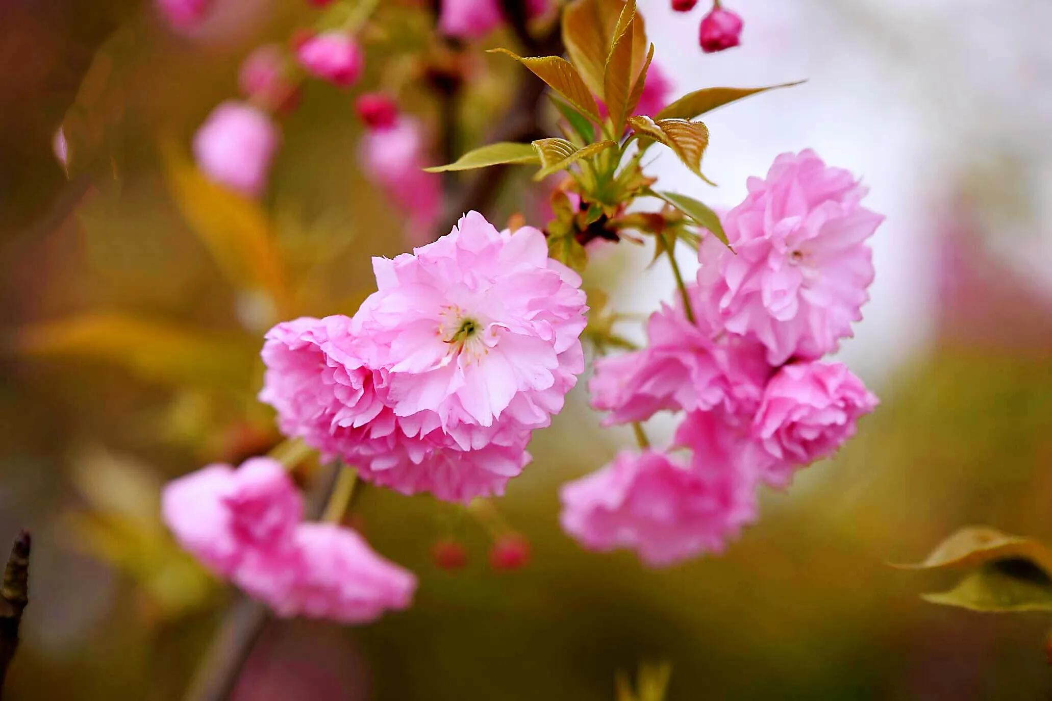 樱花盛开的季节（一文了解樱花的最佳观赏期）