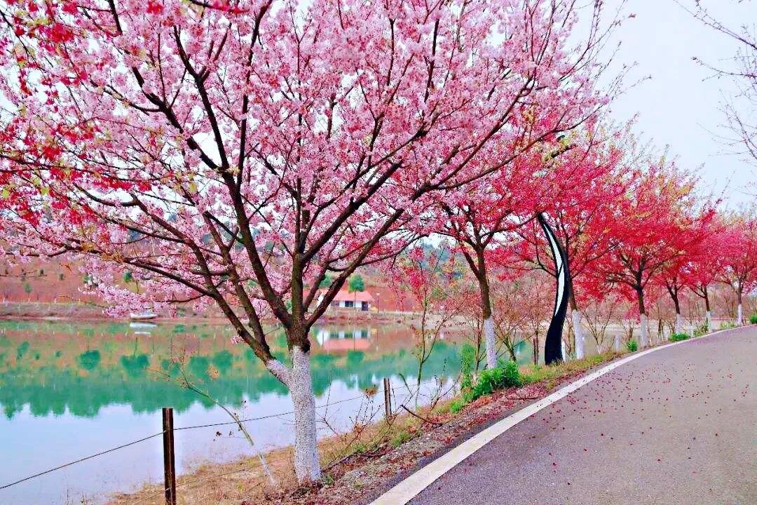 樱花盛开的季节（一文了解樱花的最佳观赏期）