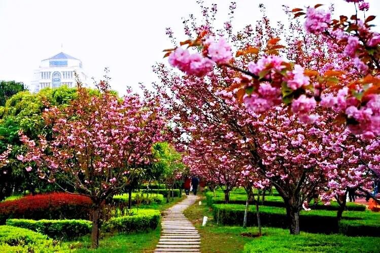 樱花盛开的季节（一文了解樱花的最佳观赏期）