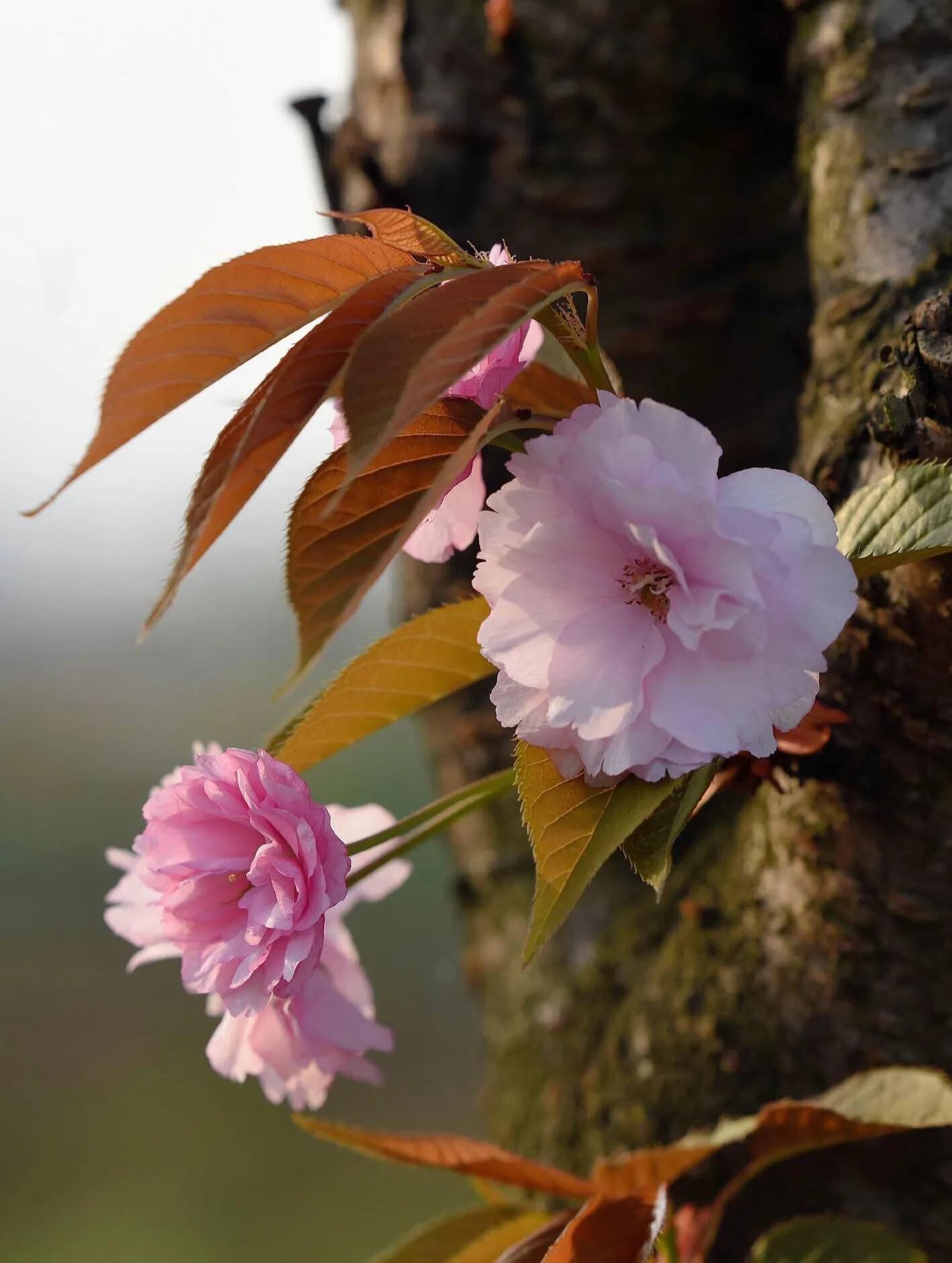 樱花盛开的季节（一文了解樱花的最佳观赏期）