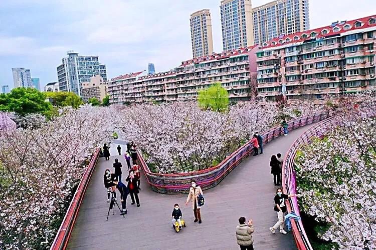 樱花盛开的季节（一文了解樱花的最佳观赏期）