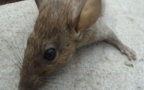 吊顶上有老鼠怎么解决,吊顶上有老鼠怎么驱赶图7