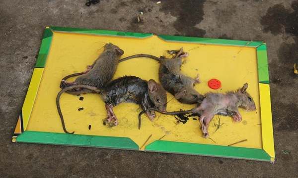 吊顶上有老鼠怎么解决,吊顶上有老鼠怎么驱赶图8