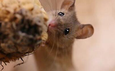 吊顶上有老鼠怎么解决,吊顶上有老鼠怎么驱赶图6