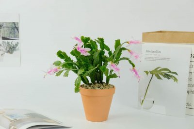 ​蟹爪兰怎么扦插繁殖