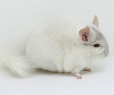 龙猫多少钱(龙猫到底多少钱一只?)