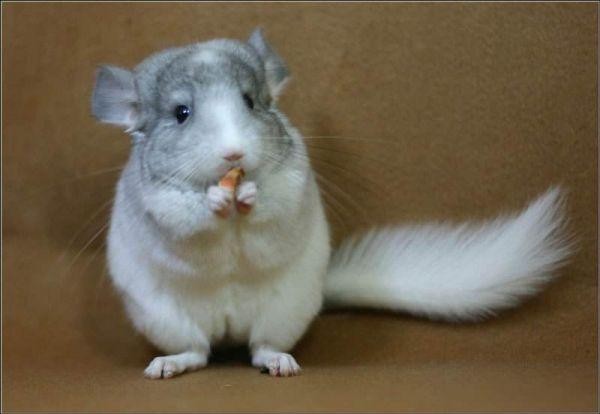 龙猫多少钱(龙猫到底多少钱一只?)