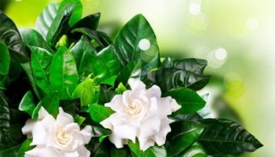 ​移动宽带和电信宽带哪个网络好