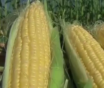 ​玉米地里有一种宝贝，营养价值高，却经常被农民丢弃，记得带回家