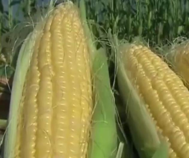 玉米地里有一种宝贝,营养价值高,却经常被农民丢弃,记得带回家