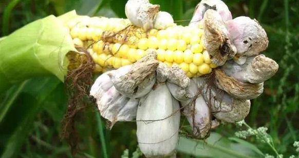 玉米地里有一种宝贝,营养价值高,却经常被农民丢弃,记得带回家
