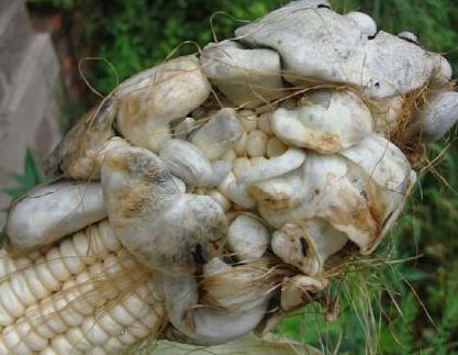 玉米地里有一种宝贝,营养价值高,却经常被农民丢弃,记得带回家