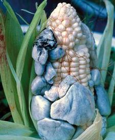 玉米地里有一种宝贝,营养价值高,却经常被农民丢弃,记得带回家