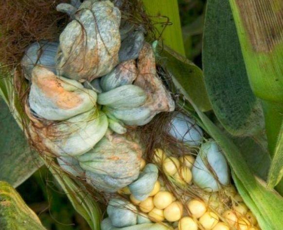 玉米地里有一种宝贝,营养价值高,却经常被农民丢弃,记得带回家