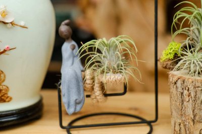 ​怎么辨别空气凤梨是否缺水？