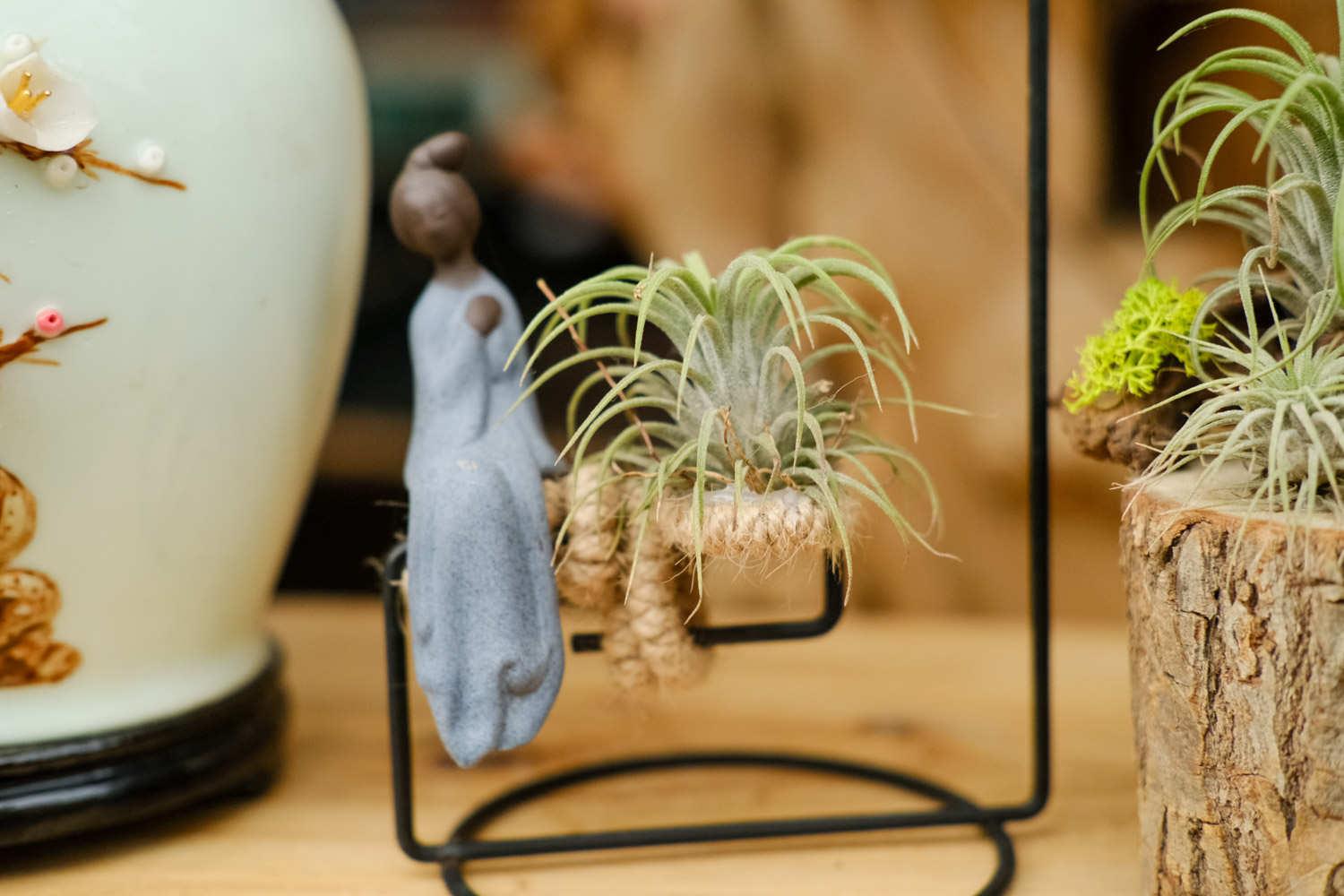 空气凤梨 空气凤梨