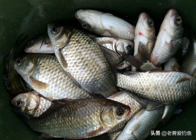 ​常用钓鱼小药的看过来，分享一套配方，有了它自己在家就能做