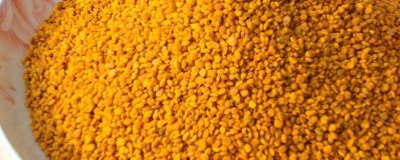 ​常喝花粉有什么好处 多吃花粉对身体有什么好处