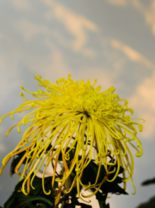 ​菊花生长习性 菊花别称