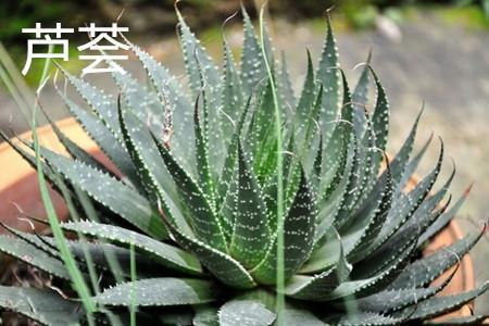 芦荟 芦荟