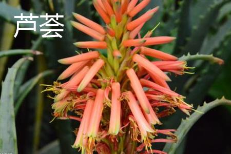 芦荟 芦荟