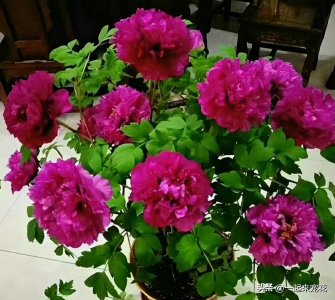 ​家里养牡丹的忌讳（新手在家院子里栽种牡丹的注意要点）