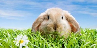 ​白羊座有什么缺点(白羊座的缺点是什么白羊座的优点是什么)