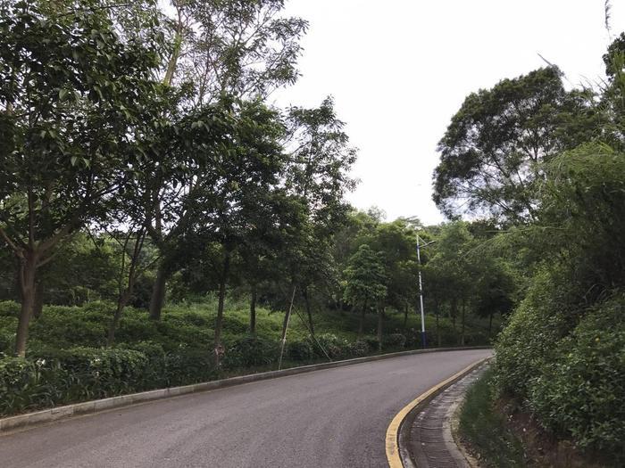 周末环跑铁仔山, 是西乡最大的公园, 被誉为