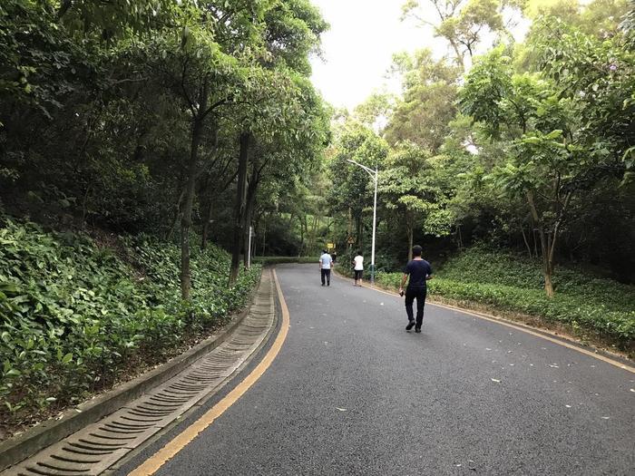 周末环跑铁仔山, 是西乡最大的公园, 被誉为