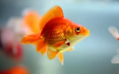 ​鱼睡觉是什么样子的图片