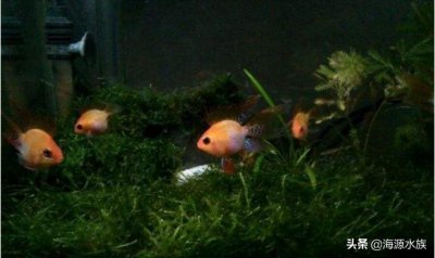 ​奄奄一息的鱼用盐就活（用盐可以抢救濒死的鱼）