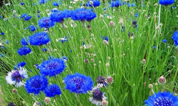 蓝色矢车菊的花语是什么（不同颜色矢车菊的花语）