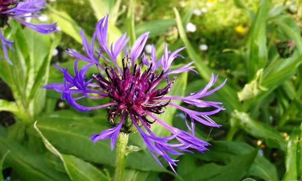 蓝色矢车菊的花语是什么（不同颜色矢车菊的花语）