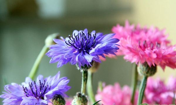 蓝色矢车菊的花语是什么（不同颜色矢车菊的花语）