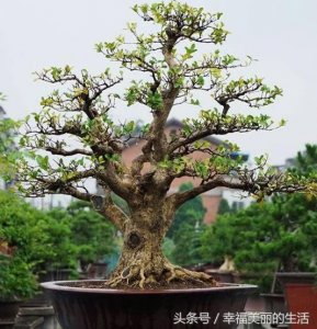 ​如何给黄杨盆景浇水施肥 给黄杨盆景浇水施肥的注意事项